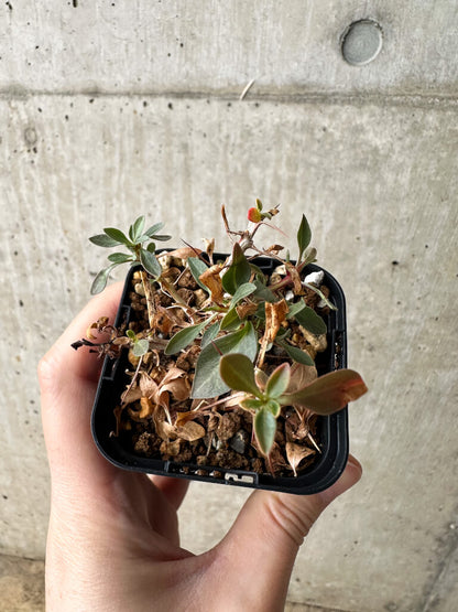 【現品限り】フォークイエリア・コルムナリス 観峰玉【S3】 Fouquieria columnaris