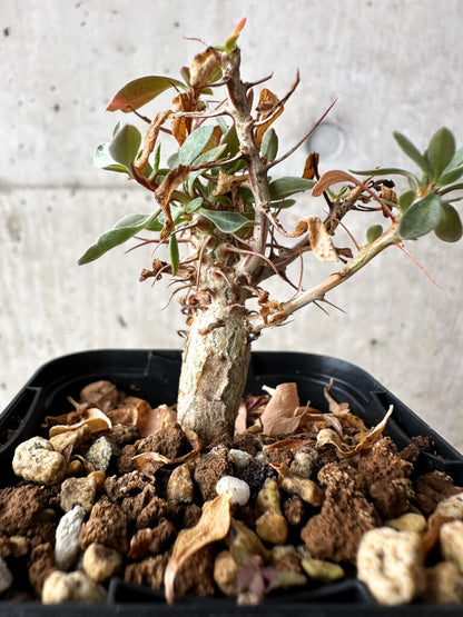 【現品限り】フォークイエリア・コルムナリス 観峰玉【S3】 Fouquieria columnaris