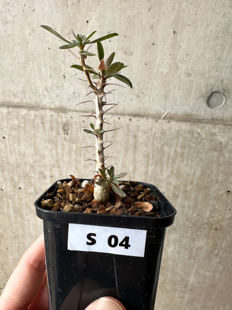 【現品限り】フォークイエリア・コルムナリス 観峰玉【S4】 Fouquieria columnaris