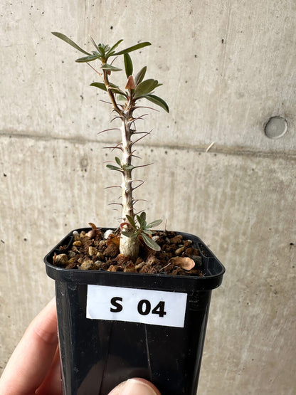【現品限り】フォークイエリア・コルムナリス 観峰玉【S4】 Fouquieria columnaris