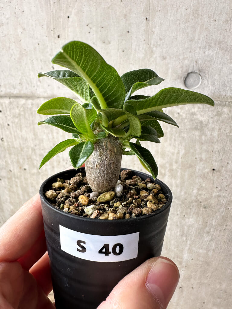 現品限り】パキポディウム・ウィンゾリー【S40】 Pachypodium