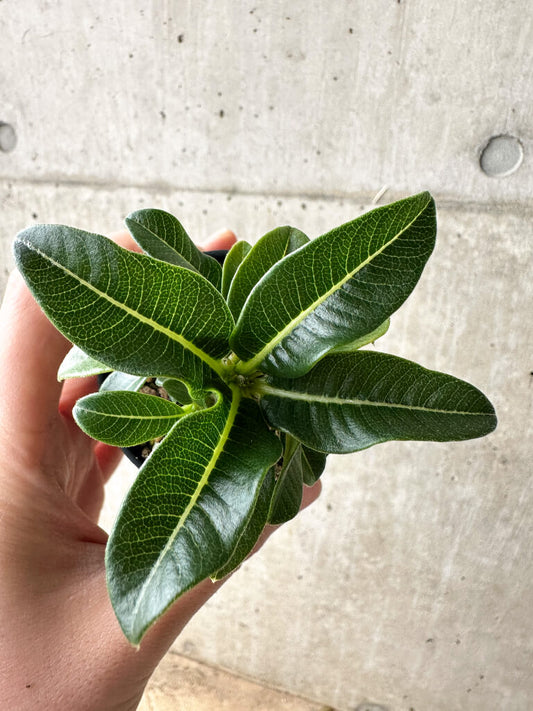【現品限り】パキポディウム・ウィンゾリー【S40】 Pachypodium windsorii