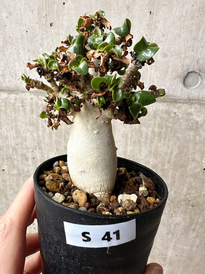 【現品限り】アデニウム・DHA 大株 葉巻 美肌【S41】 Adenium DHA