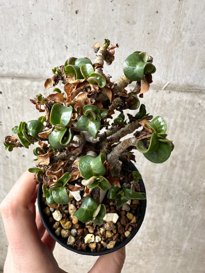 【現品限り】アデニウム・DHA 大株 葉巻 美肌【S41】 Adenium DHA