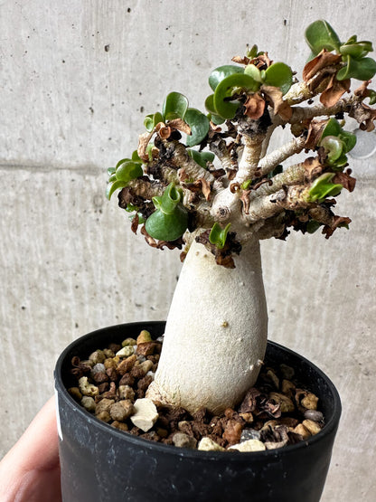 【現品限り】アデニウム・DHA 大株 葉巻 美肌【S41】 Adenium DHA