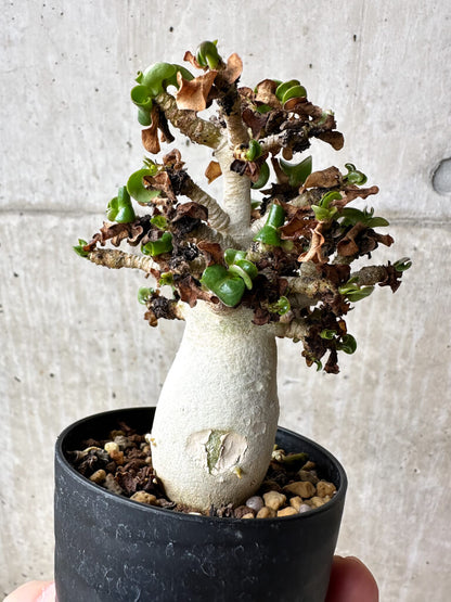 【現品限り】アデニウム・DHA 大株 葉巻 美肌【S41】 Adenium DHA