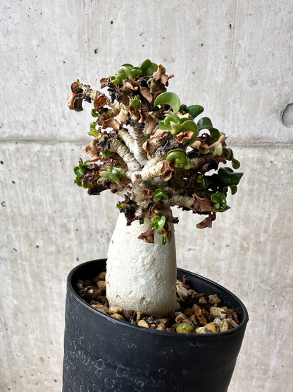 【現品限り】アデニウム・DHA 大株 葉巻 美肌【S41】 Adenium DHA