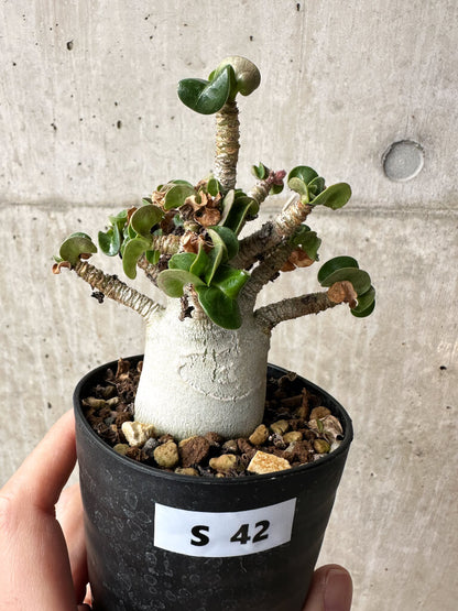 【現品限り】アデニウム・DHA 大株 葉巻 美肌【S42】 Adenium DHA