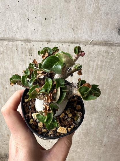 【現品限り】アデニウム・DHA 大株 葉巻 美肌【S42】 Adenium DHA