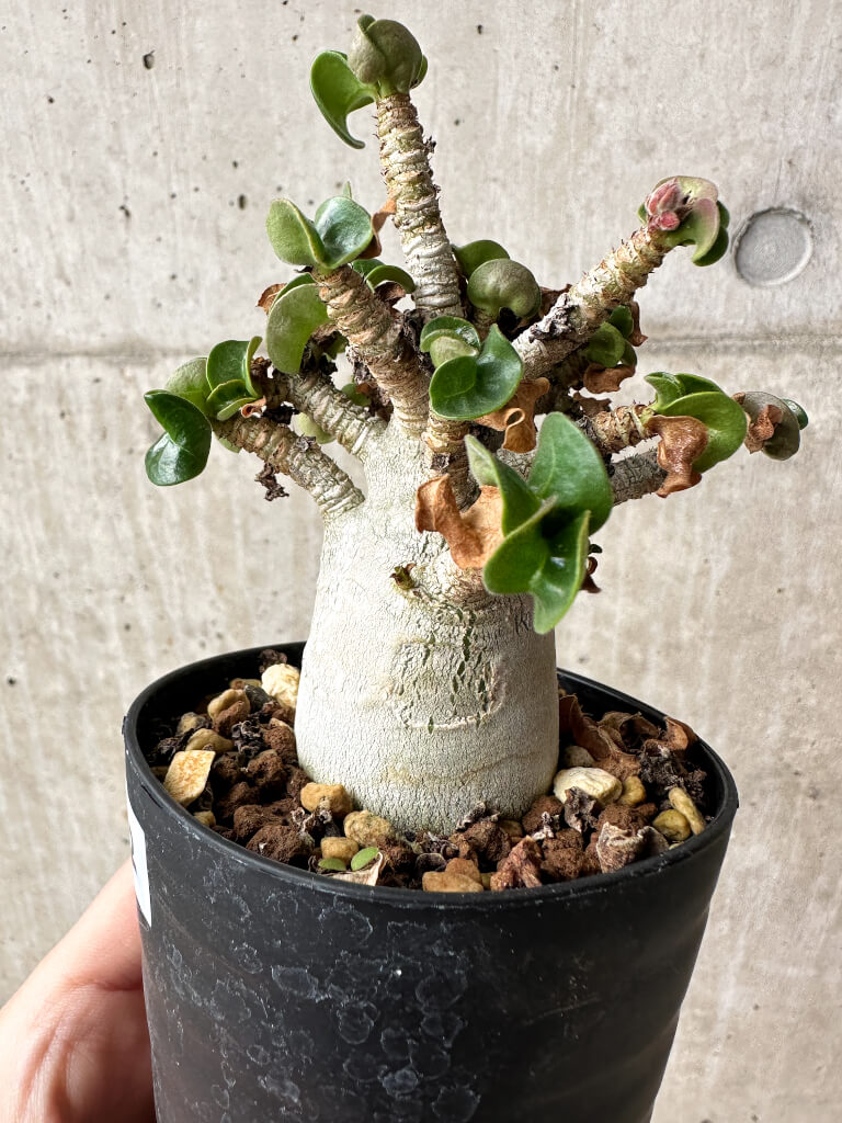 【現品限り】アデニウム・DHA 大株 葉巻 美肌【S42】 Adenium DHA