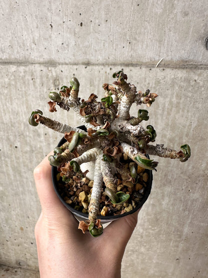 【現品限り】アデニウム・DHA 大株 葉巻 美肌【S43】 Adenium DHA