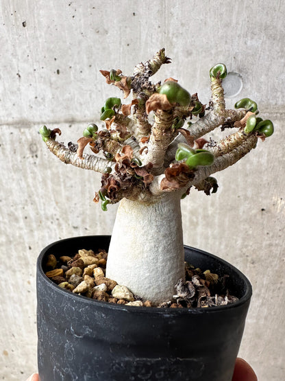 【現品限り】アデニウム・DHA 大株 葉巻 美肌【S43】 Adenium DHA