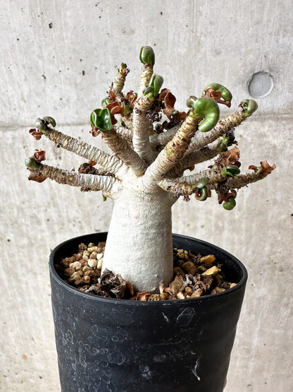 【現品限り】アデニウム・DHA 大株 葉巻 美肌【S43】 Adenium DHA