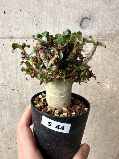 【現品限り】アデニウム・DHA 大株 葉巻 美肌【S44】 Adenium DHA