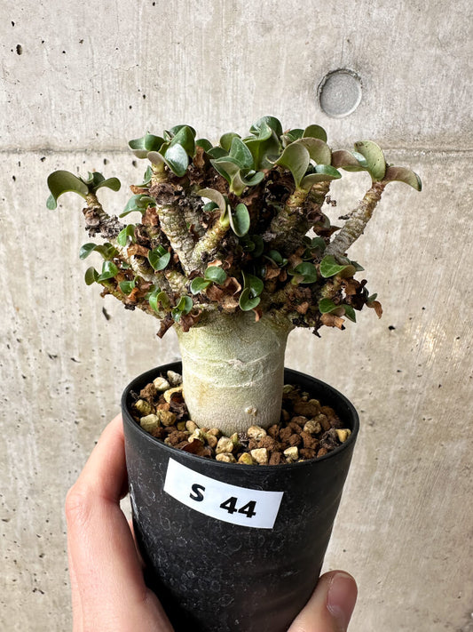 【現品限り】アデニウム・DHA 大株 葉巻 美肌【S44】 Adenium DHA