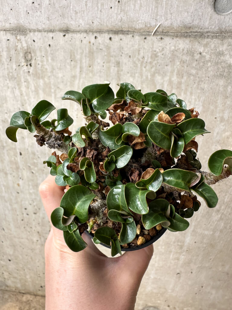 【現品限り】アデニウム・DHA 大株 葉巻 美肌【S44】 Adenium DHA