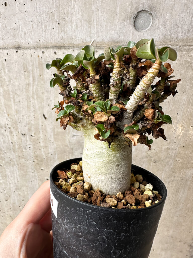 【現品限り】アデニウム・DHA 大株 葉巻 美肌【S44】 Adenium DHA