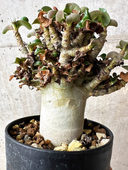 【現品限り】アデニウム・DHA 大株 葉巻 美肌【S44】 Adenium DHA
