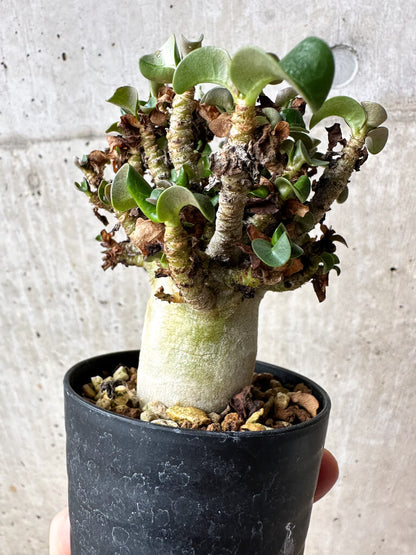 【現品限り】アデニウム・DHA 大株 葉巻 美肌【S44】 Adenium DHA