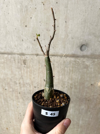 【現品限り】ブルセラ・ファガロイデス【S45】 Bursera fagaroides