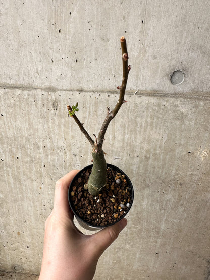 【現品限り】ブルセラ・ファガロイデス【S45】 Bursera fagaroides