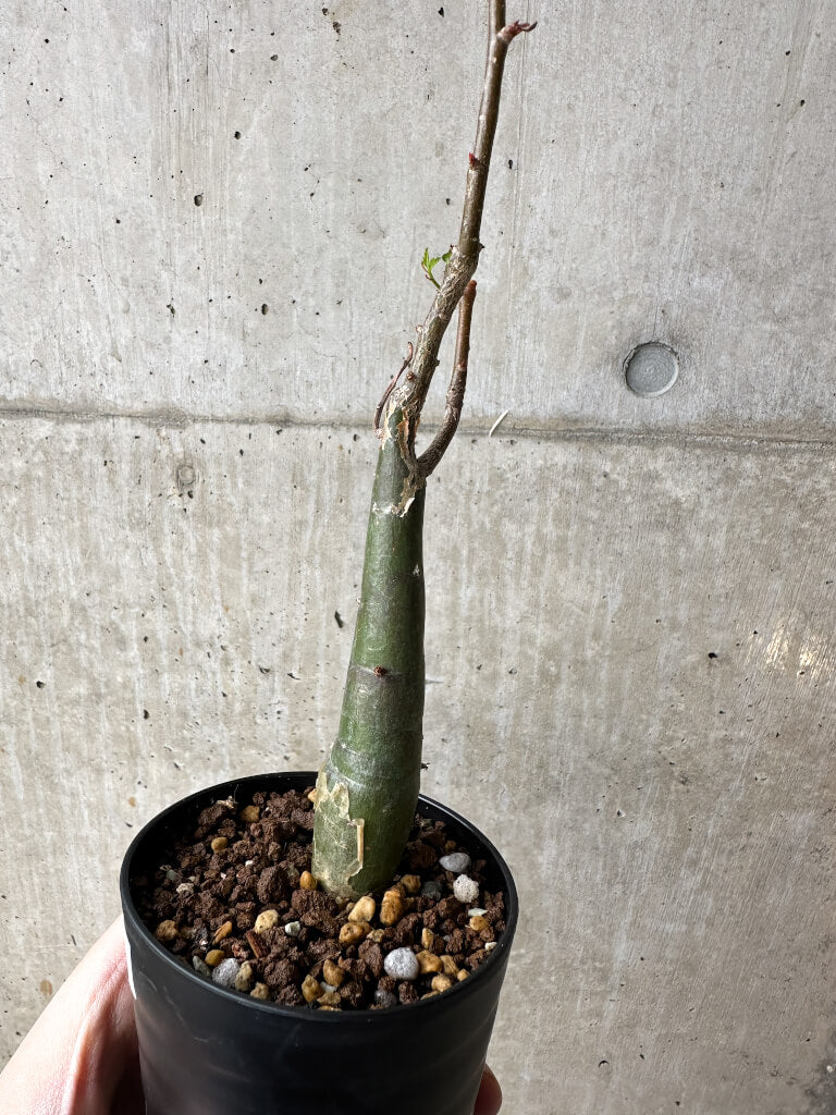 【現品限り】ブルセラ・ファガロイデス【S45】 Bursera fagaroides