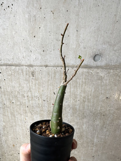 【現品限り】ブルセラ・ファガロイデス【S45】 Bursera fagaroides