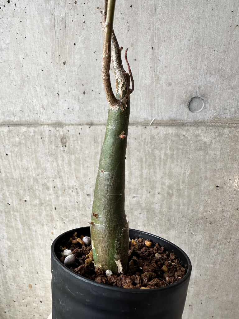 【現品限り】ブルセラ・ファガロイデス【S45】 Bursera fagaroides