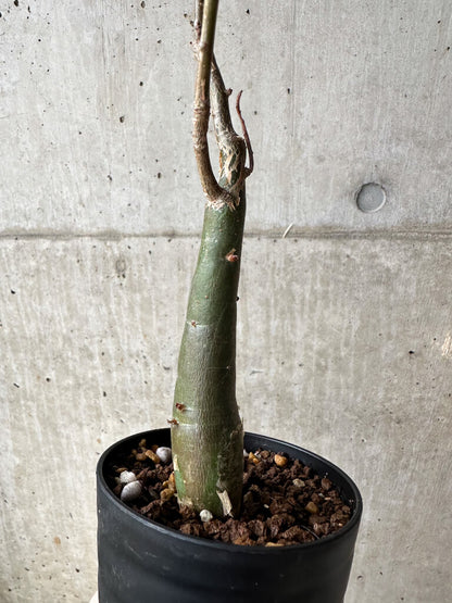 【現品限り】ブルセラ・ファガロイデス【S45】 Bursera fagaroides