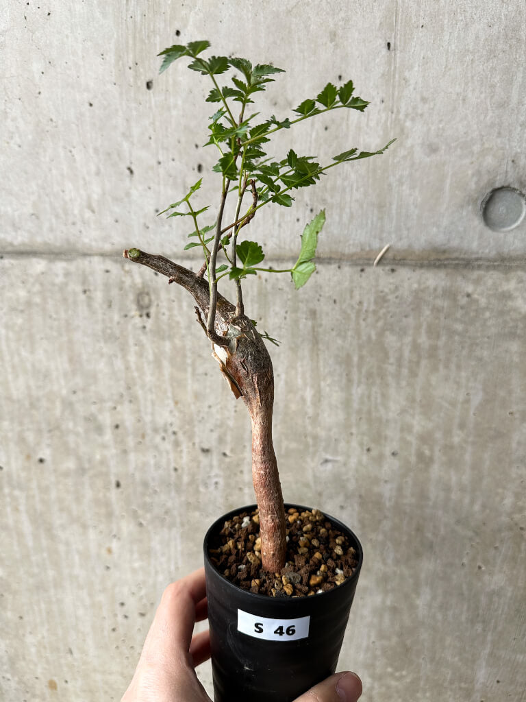ブルセラ(Bursera) – プラントブラザーズ