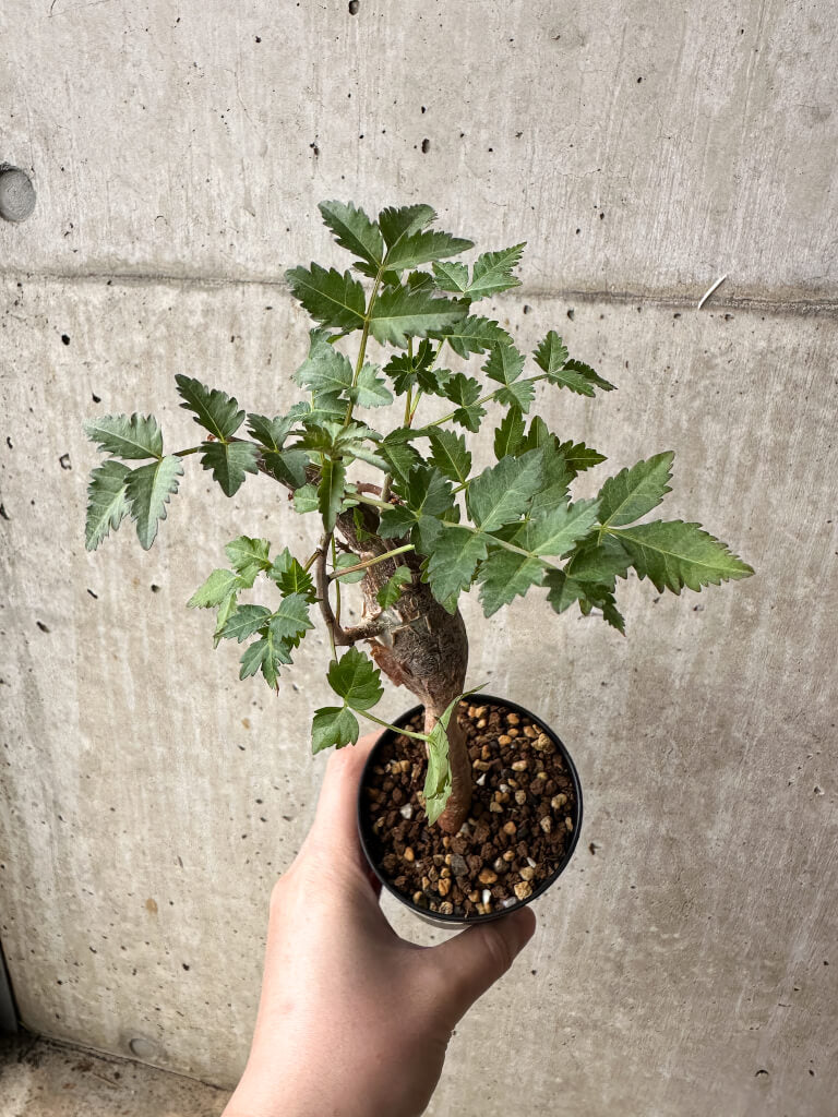 大型　ブルセラ・ファガロイデス　2株セット ブルセラ(Bursera) – プラントブラザーズ