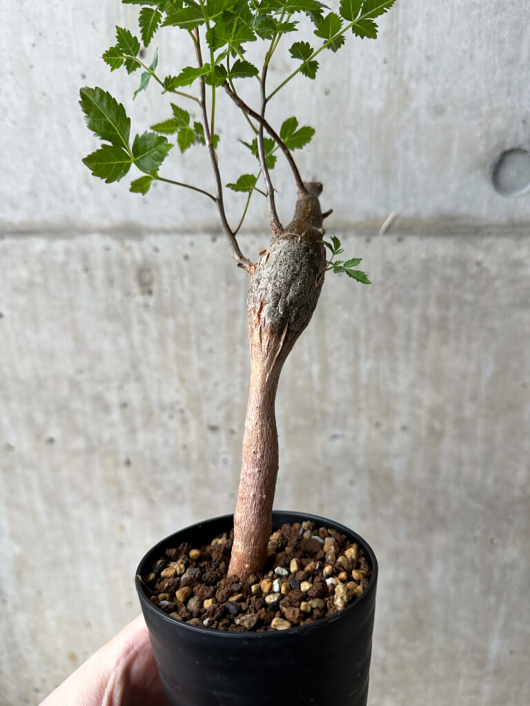 現品限り】ブルセラ・ファガロイデス【S46】 Bursera fagaroides 塊根
