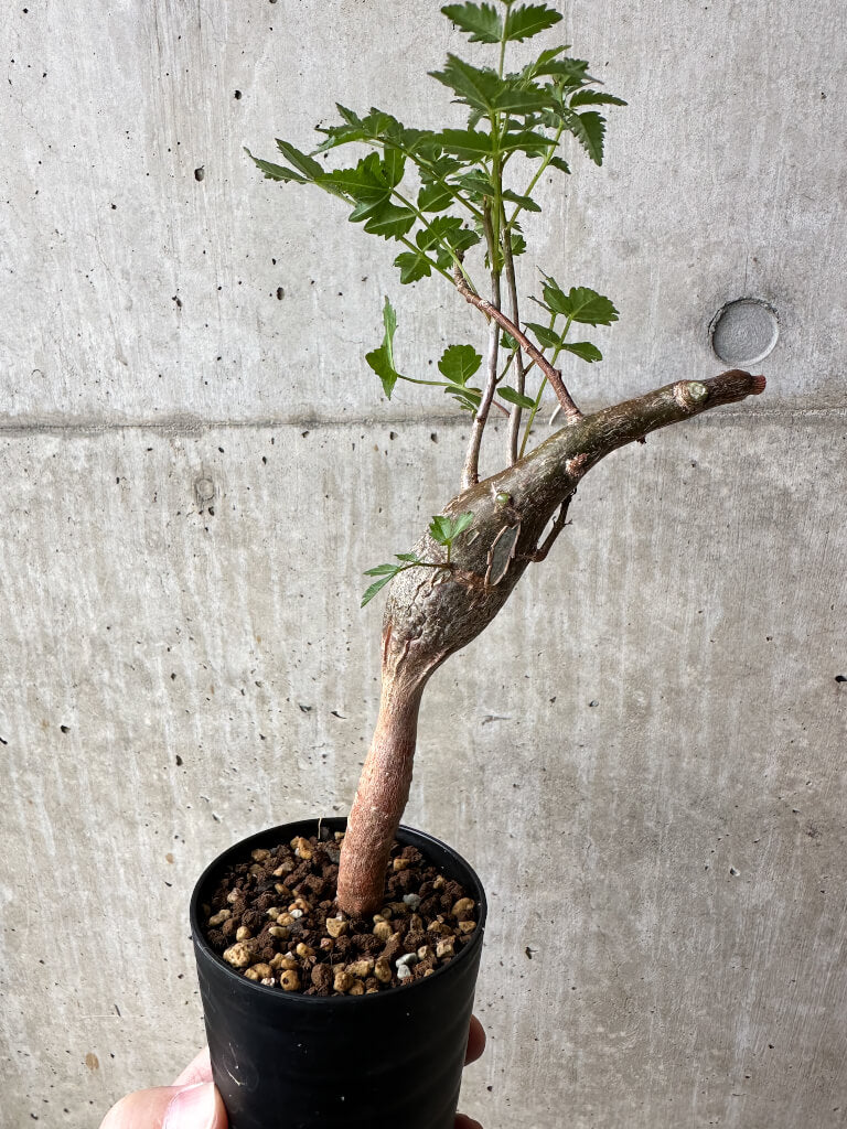 現品限り】ブルセラ・ファガロイデス【S46】 Bursera fagaroides 塊根