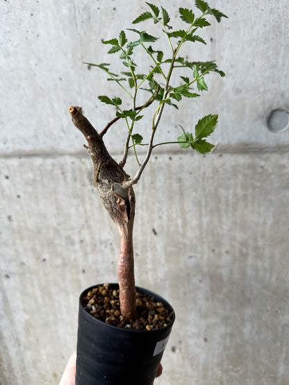 【現品限り】ブルセラ・ファガロイデス【S46】 Bursera fagaroides