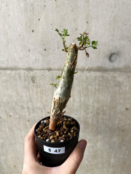 【現品限り】ブルセラ・ファガロイデス【S47】 Bursera fagaroides