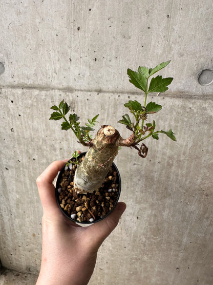 【現品限り】ブルセラ・ファガロイデス【S47】 Bursera fagaroides