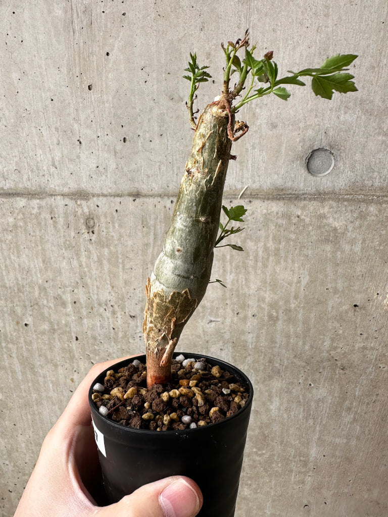 現品限り】ブルセラ・ファガロイデス【S47】 Bursera fagaroides 塊根