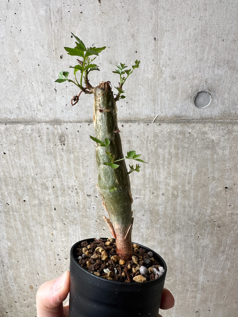 【現品限り】ブルセラ・ファガロイデス【S47】 Bursera fagaroides