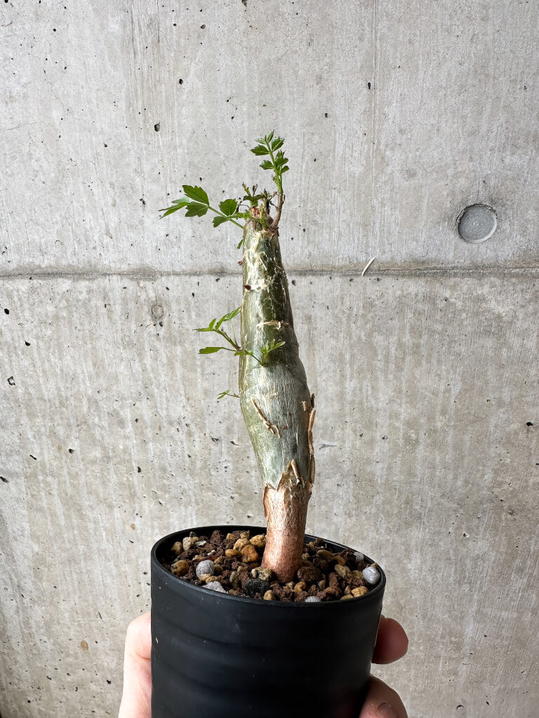 【現品限り】ブルセラ・ファガロイデス【S47】 Bursera fagaroides