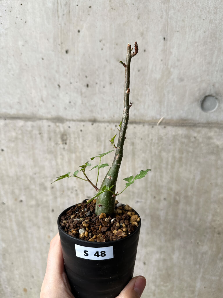 【現品限り】ブルセラ・ファガロイデス【S48】 Bursera fagaroides