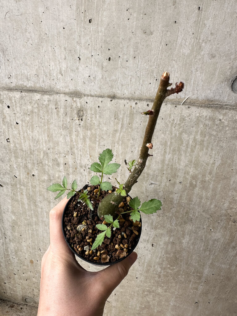 【現品限り】ブルセラ・ファガロイデス【S48】 Bursera fagaroides