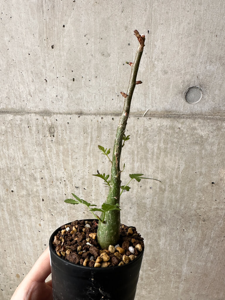 現品限り】ブルセラ・ファガロイデス【S48】 Bursera fagaroides 塊根