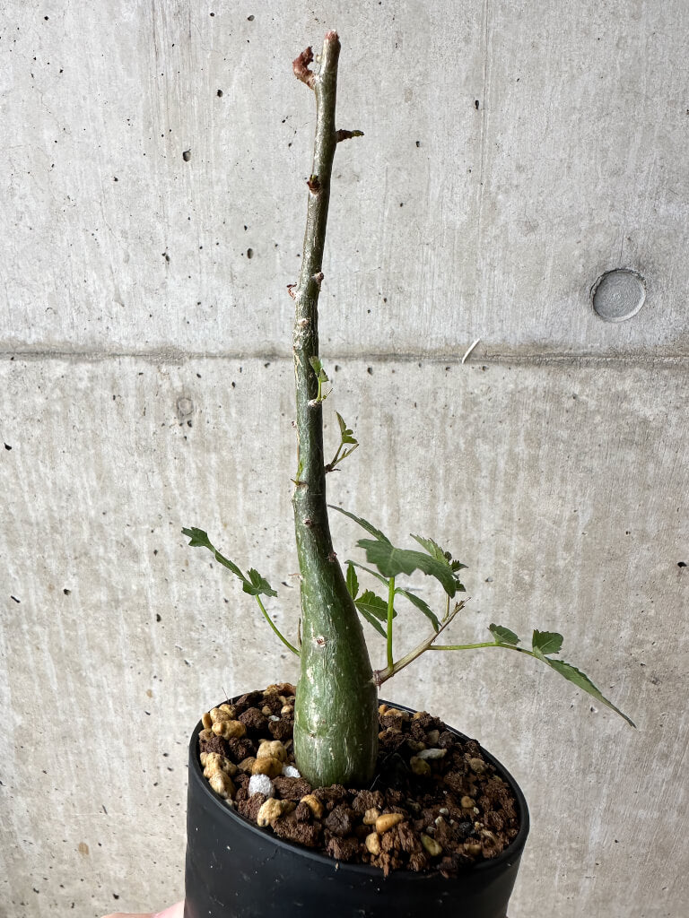 現品限り】ブルセラ・ファガロイデス【S48】 Bursera fagaroides 塊根