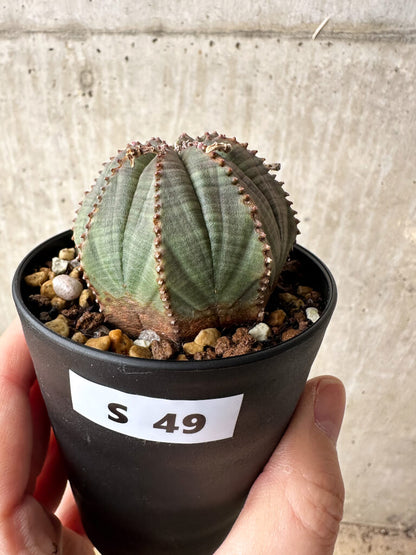【現品限り】ユーフォルビア・オベサ【S49】 Euphorbia obesa