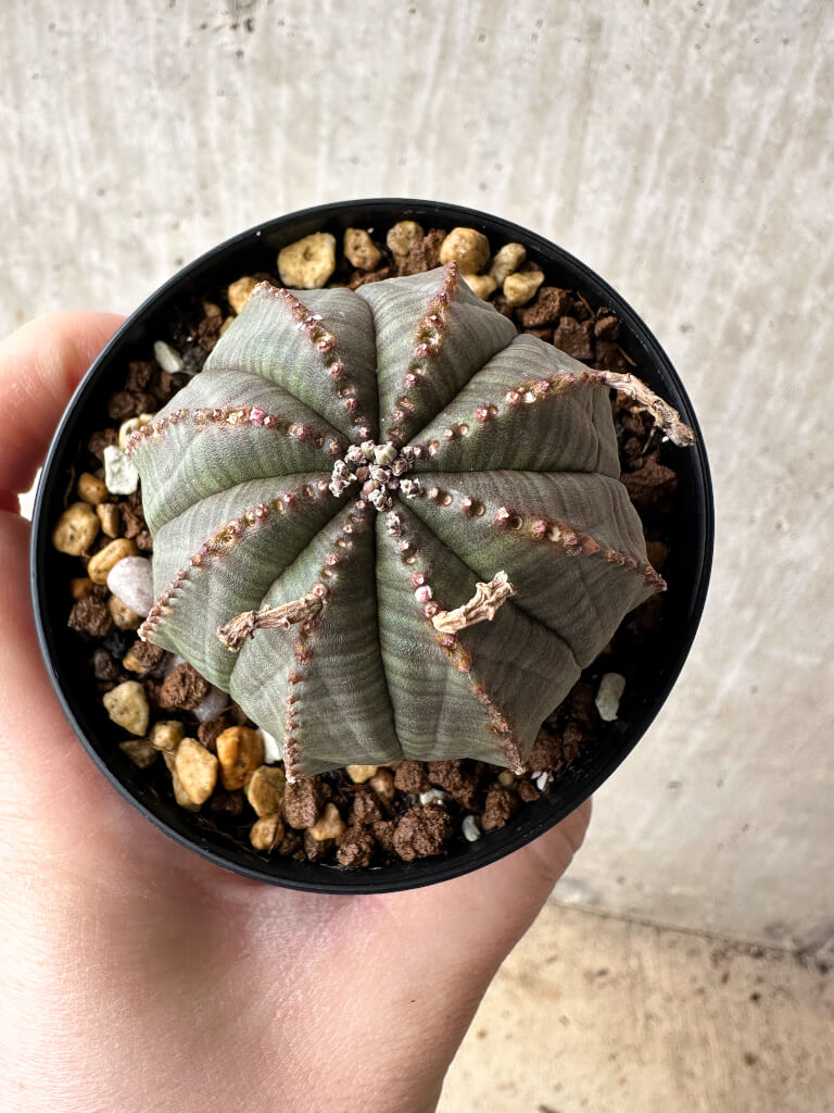 【現品限り】ユーフォルビア・オベサ【S49】 Euphorbia obesa