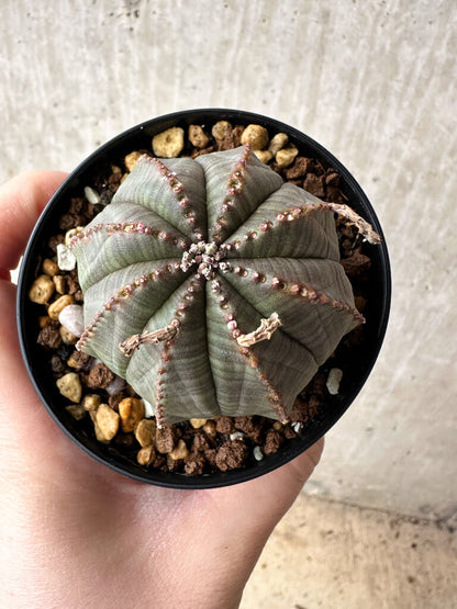 【現品限り】ユーフォルビア・オベサ【S49】 Euphorbia obesa