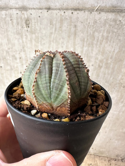 【現品限り】ユーフォルビア・オベサ【S49】 Euphorbia obesa