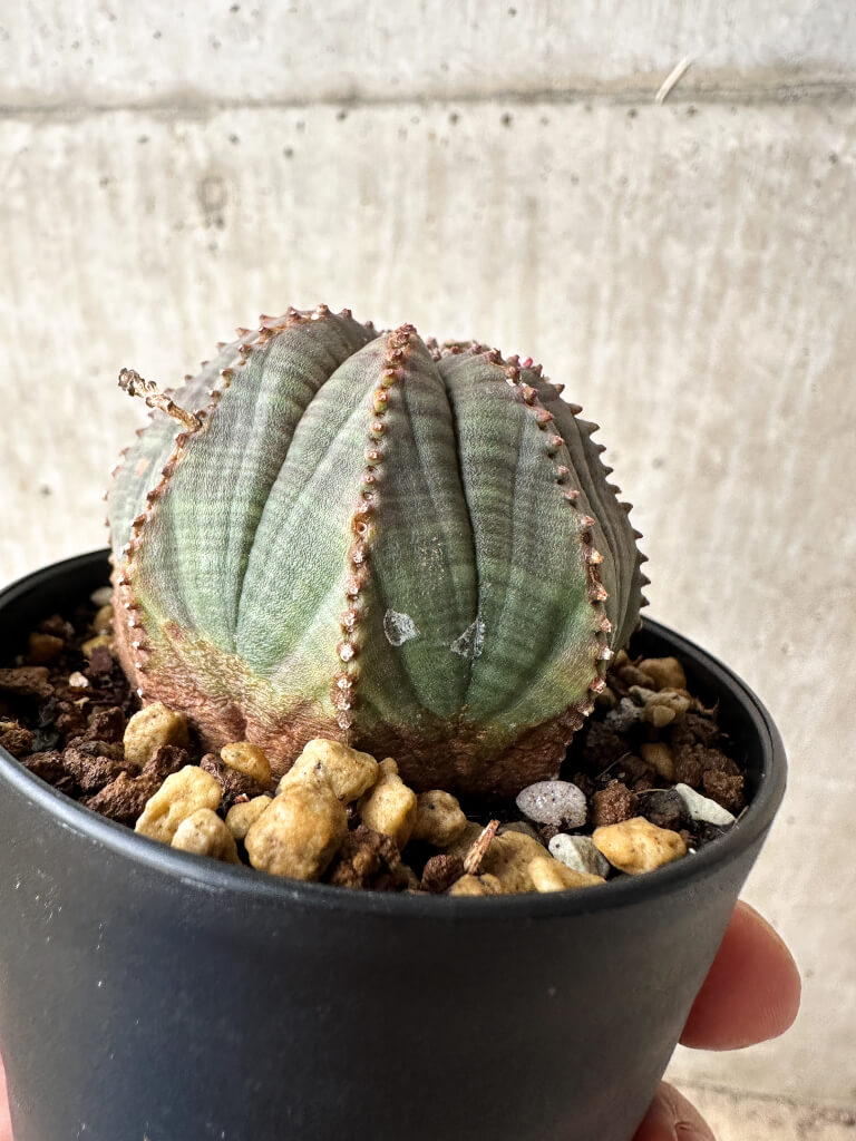 【現品限り】ユーフォルビア・オベサ【S49】 Euphorbia obesa