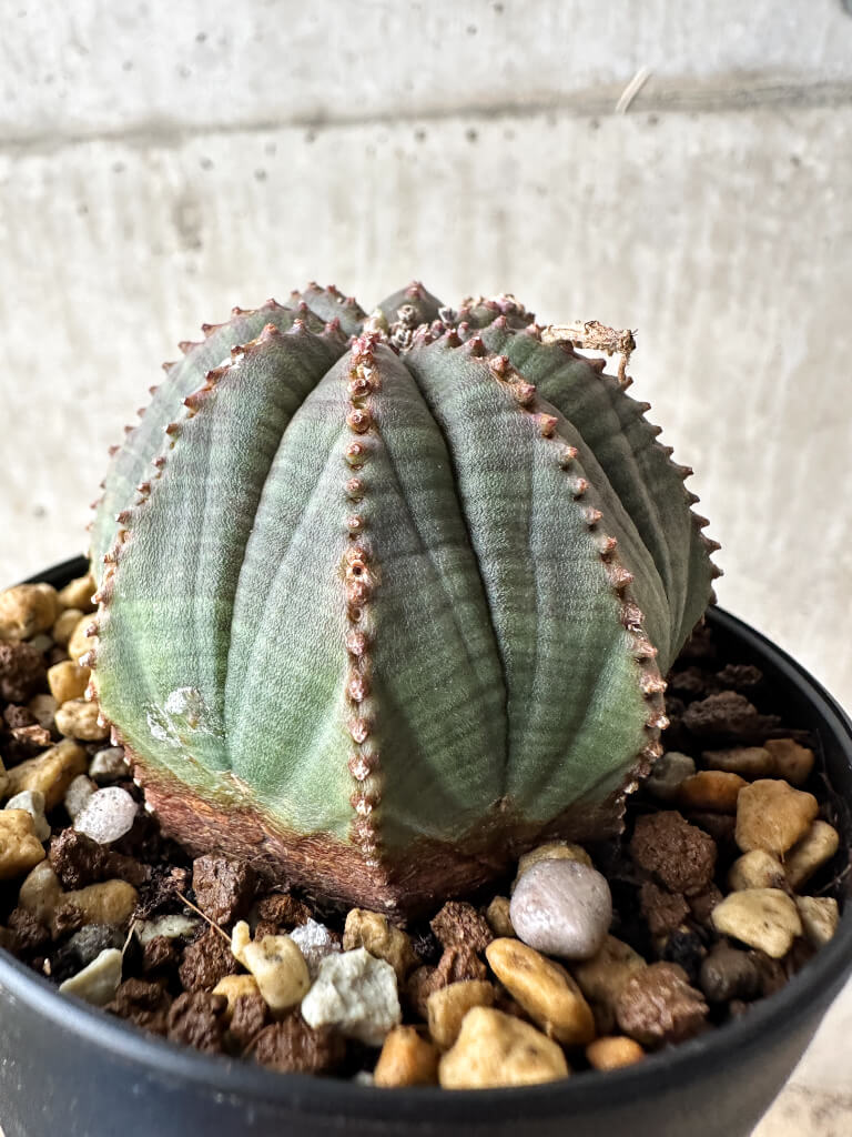 【現品限り】ユーフォルビア・オベサ【S49】 Euphorbia obesa