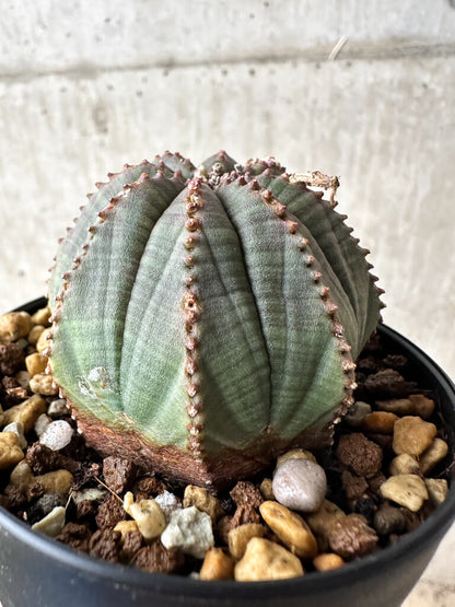 【現品限り】ユーフォルビア・オベサ【S49】 Euphorbia obesa
